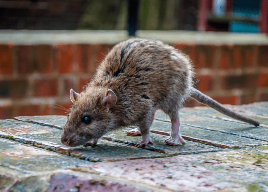 Deratyzacja. Szczur – mistrz przetrwania i adaptacji?