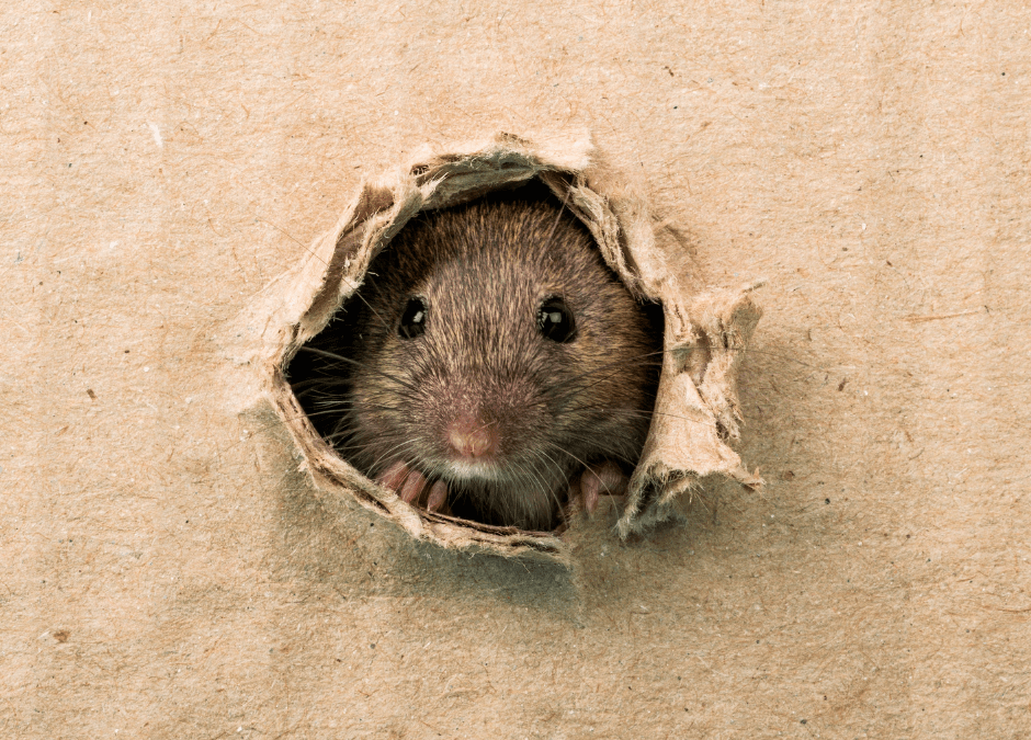 Szczury to ludzcy sąsiedzi, jednak ich obecność nie skłania nas do zachwytów!