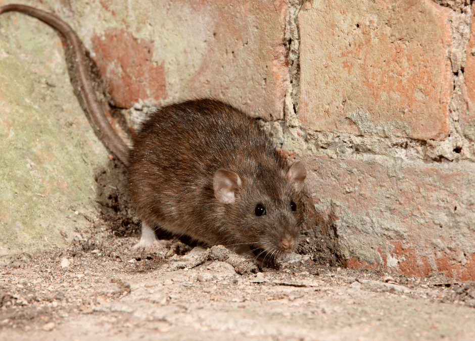 Szczur śniady, to obok szczura wędrownego, najczęstszy gryzoń zasiedlający tereny wokół zbiorowisk ludzkich