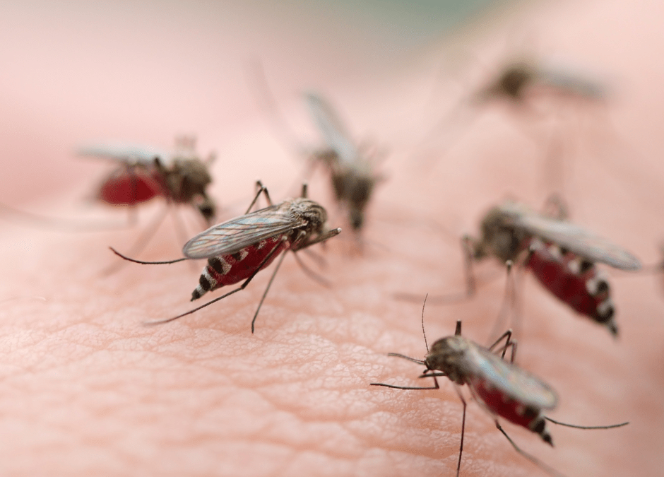 Czy da się spędzić lato bez komarów?